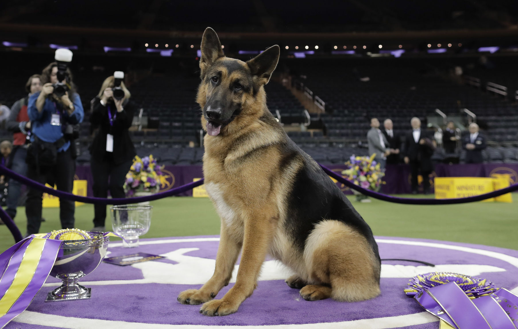 Dog Show